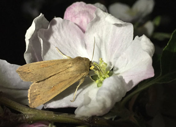 moth on white flower